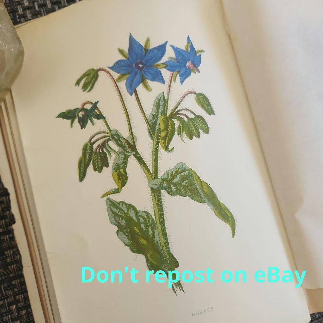 植物図鑑　洋書　古書　ボタニカルアート　アンティーク　リトグラフ　27