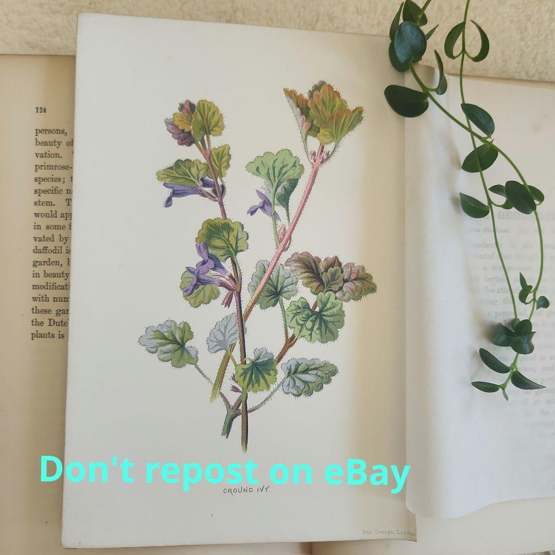 植物図鑑　洋書　古書　ボタニカルアート　アンティーク　リトグラフ　27
