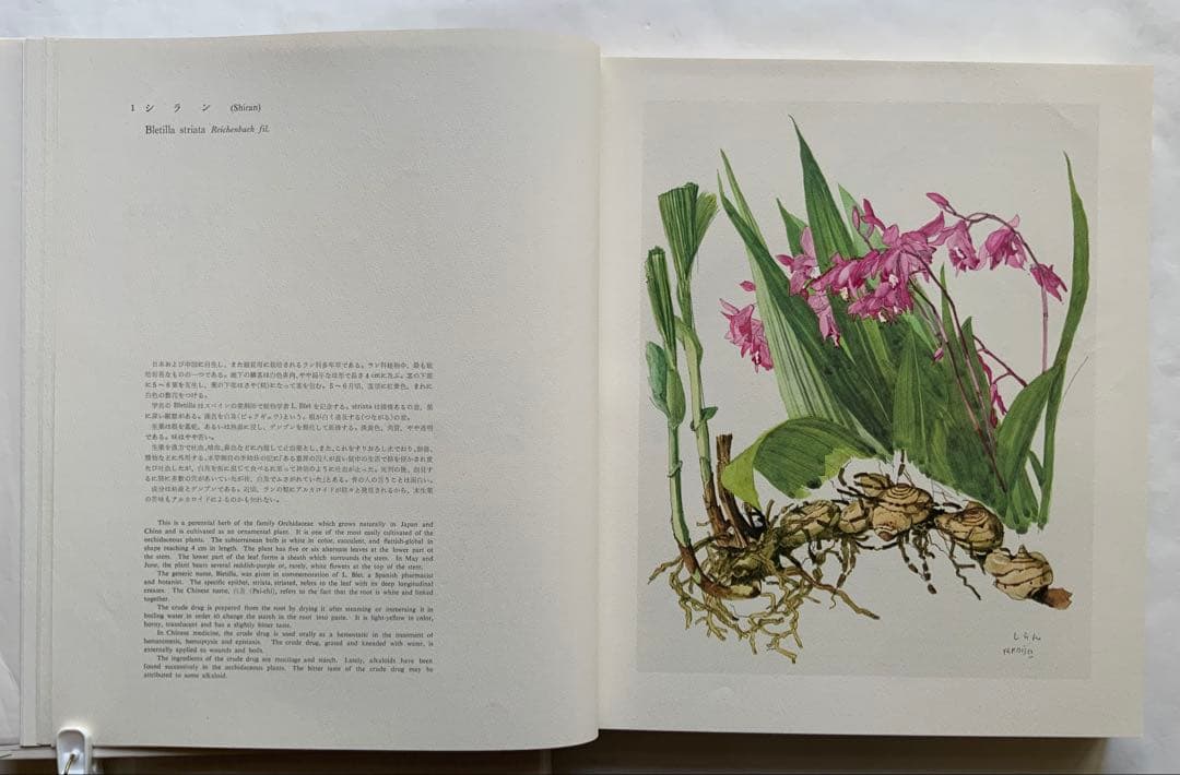 『薬用植物画譜』小磯良平文化勲章受賞記念　武田薬報表紙絵150点　刈米達夫　大型
