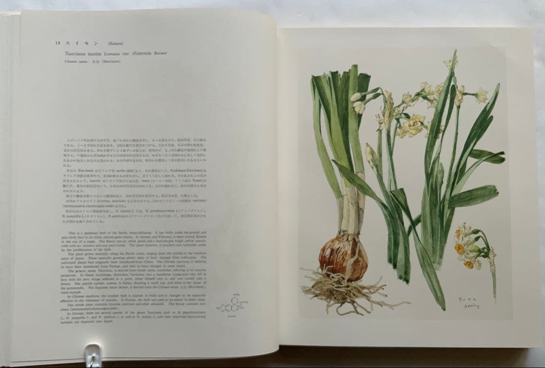 『薬用植物画譜』小磯良平文化勲章受賞記念　武田薬報表紙絵150点　刈米達夫　大型