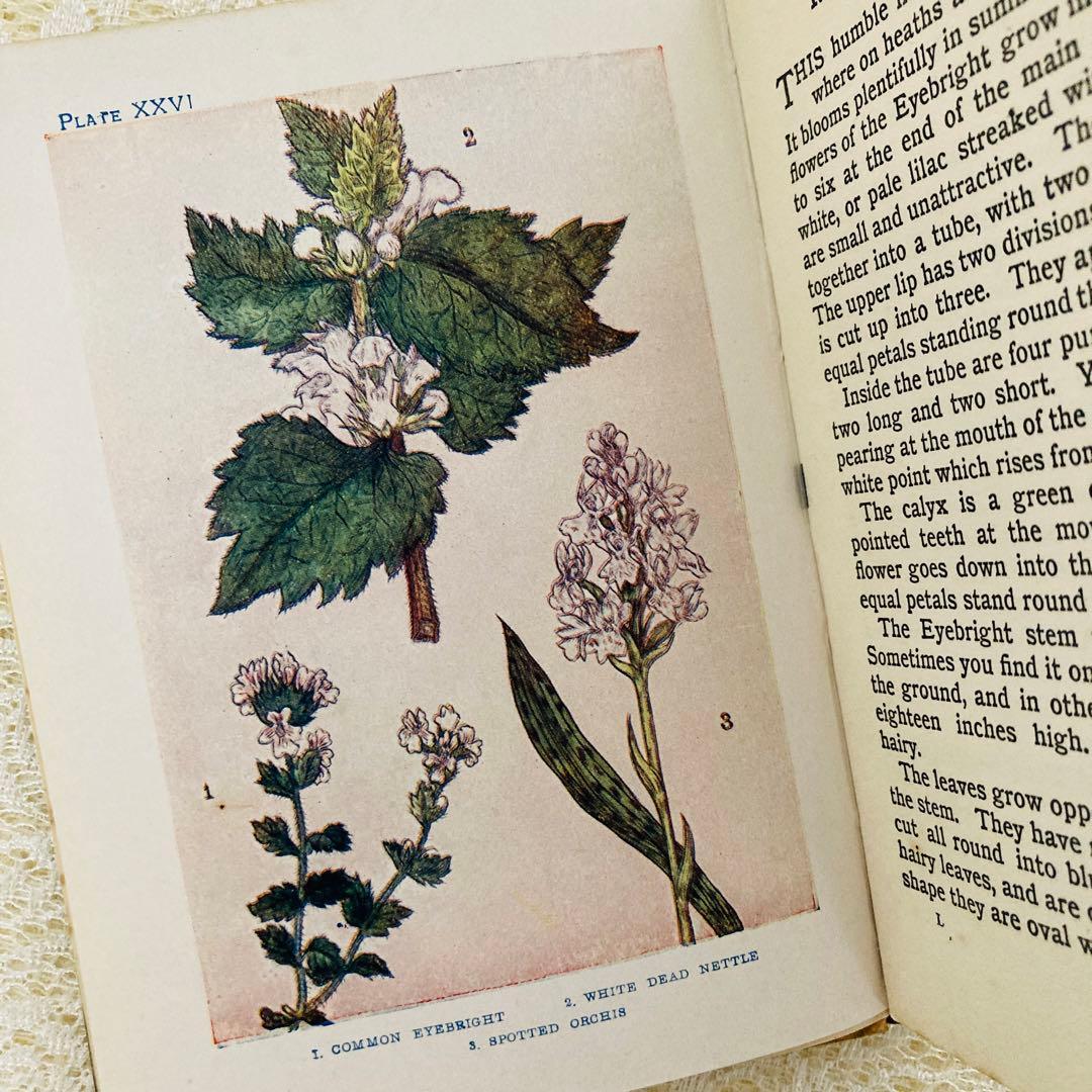 洋書　古書　アンティーク　イギリスの植物図鑑　美しいカラー図版48点♡