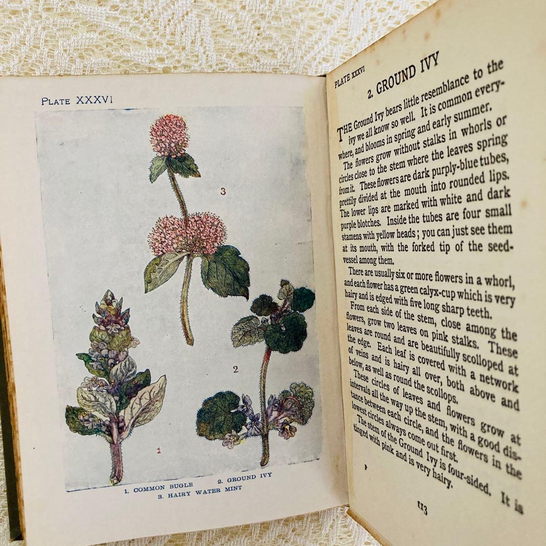 洋書　古書　アンティーク　イギリスの植物図鑑　美しいカラー図版48点♡