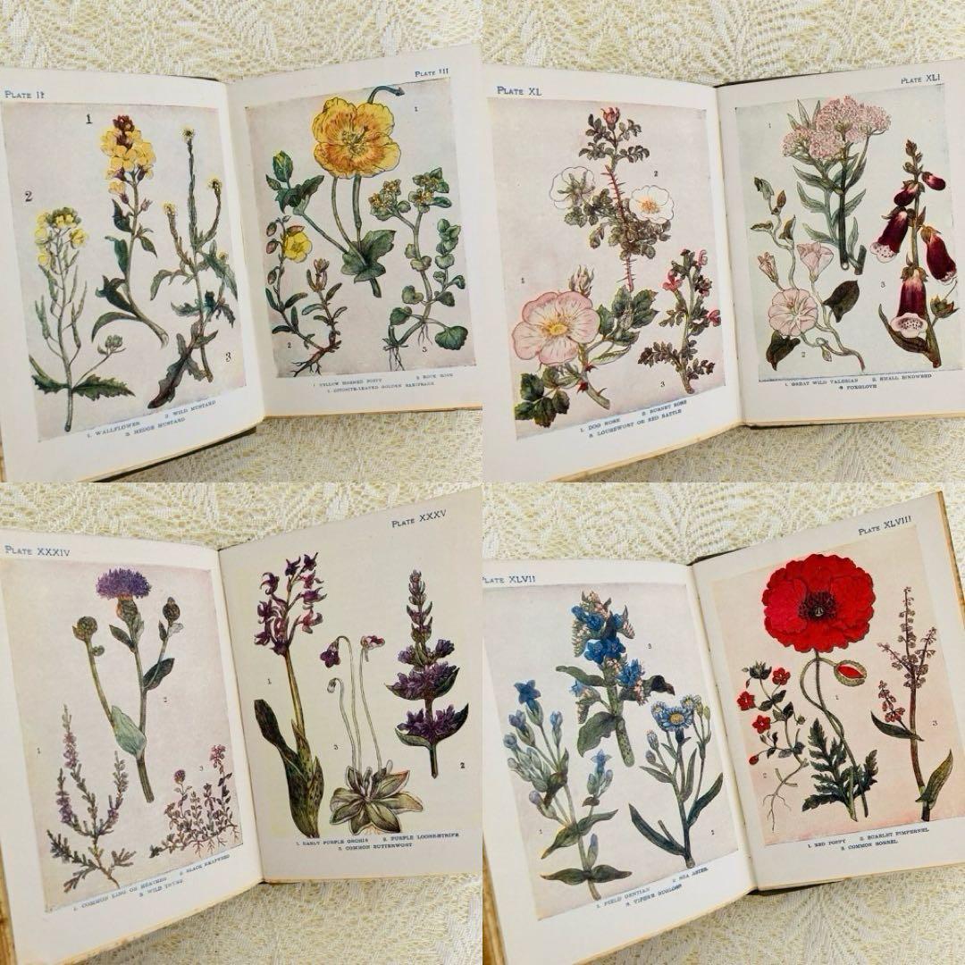 洋書　古書　アンティーク　イギリスの植物図鑑　美しいカラー図版48点♡