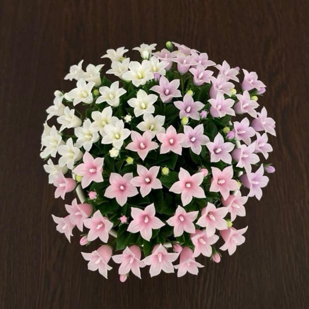 専用　ベルフラワー　プリムラジュリアン　ミニアレンジ　クレイフラワー