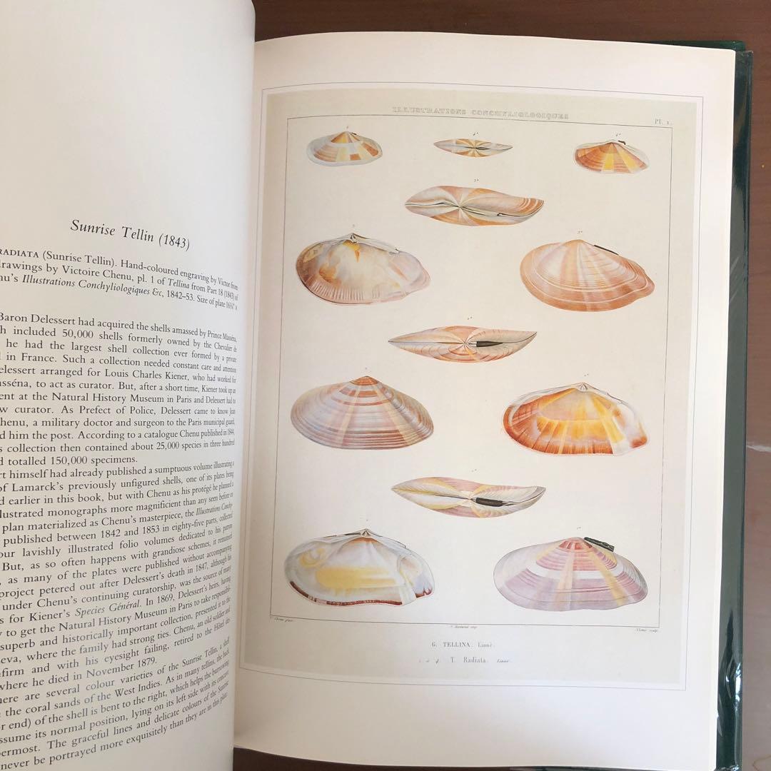 洋書 Shells - Classic Natural History Prints