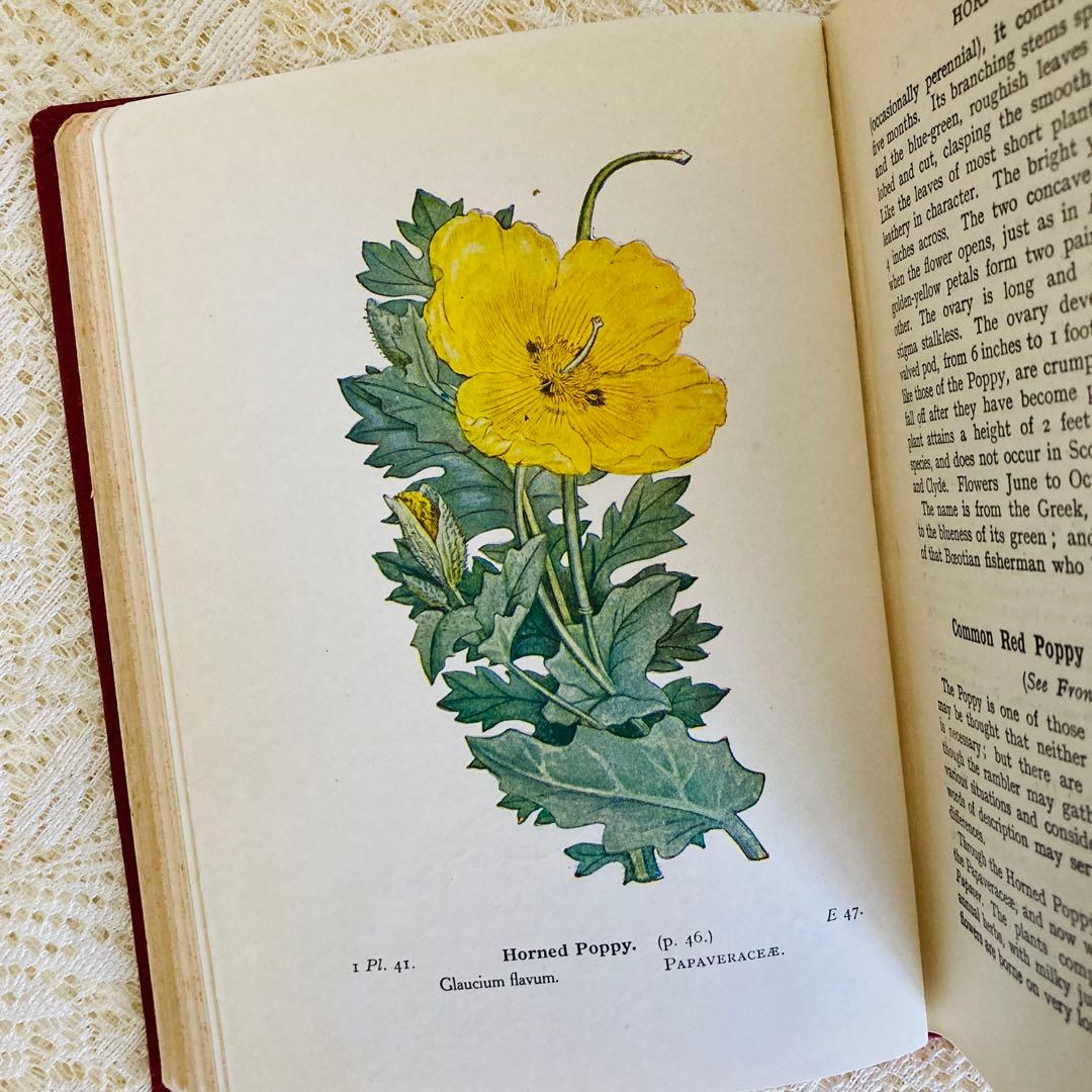洋書　古書　イギリスのヴィンテージ植物図鑑① 　上品な装丁と美しいカラー図版