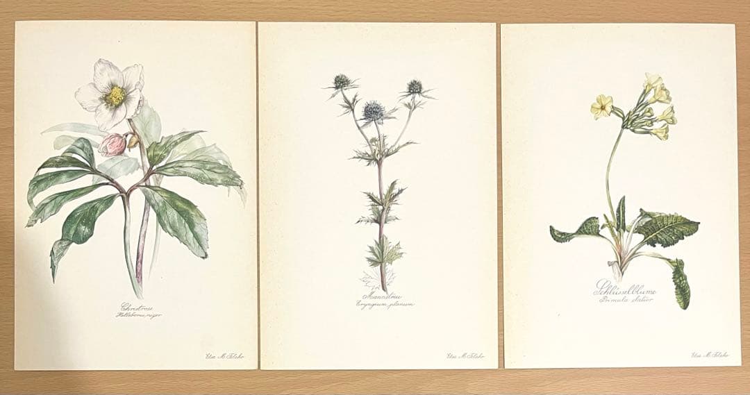 No.295ドイツ ビンテージ 紙もの ボタニカルアート 植物図鑑 水彩画