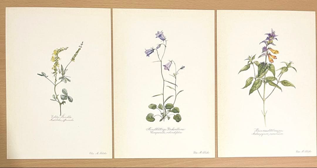 No.295ドイツ ビンテージ 紙もの ボタニカルアート 植物図鑑 水彩画