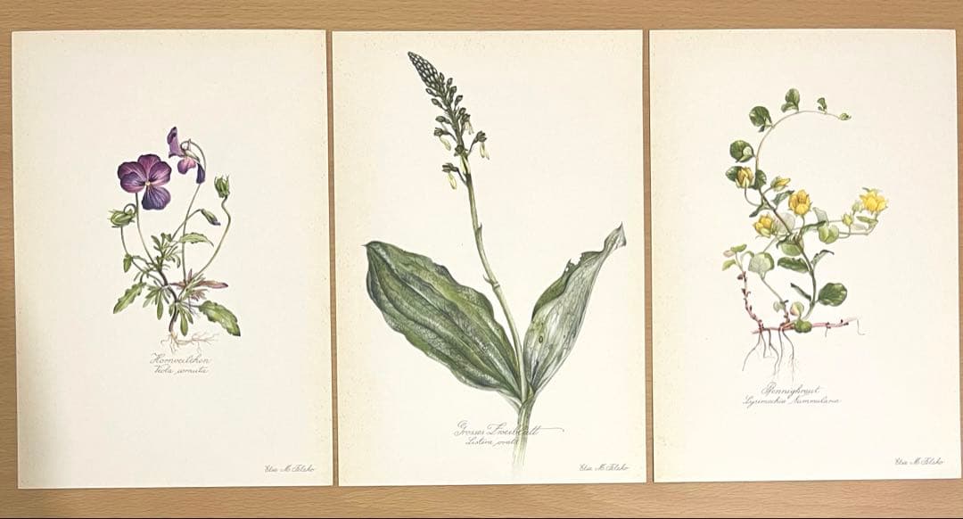 No.295ドイツ ビンテージ 紙もの ボタニカルアート 植物図鑑 水彩画