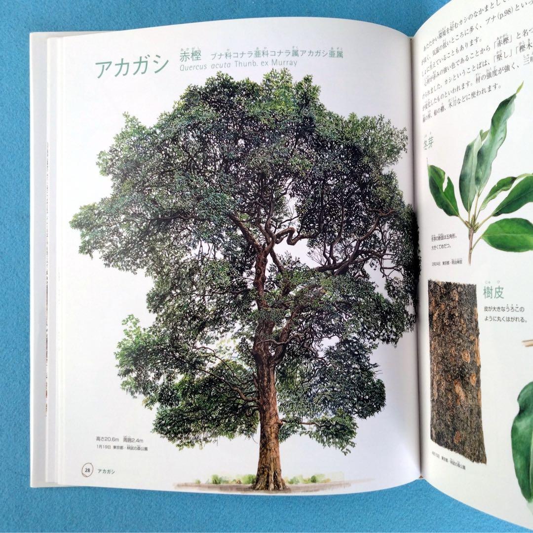 日本どんぐり大図鑑 徳永桂子