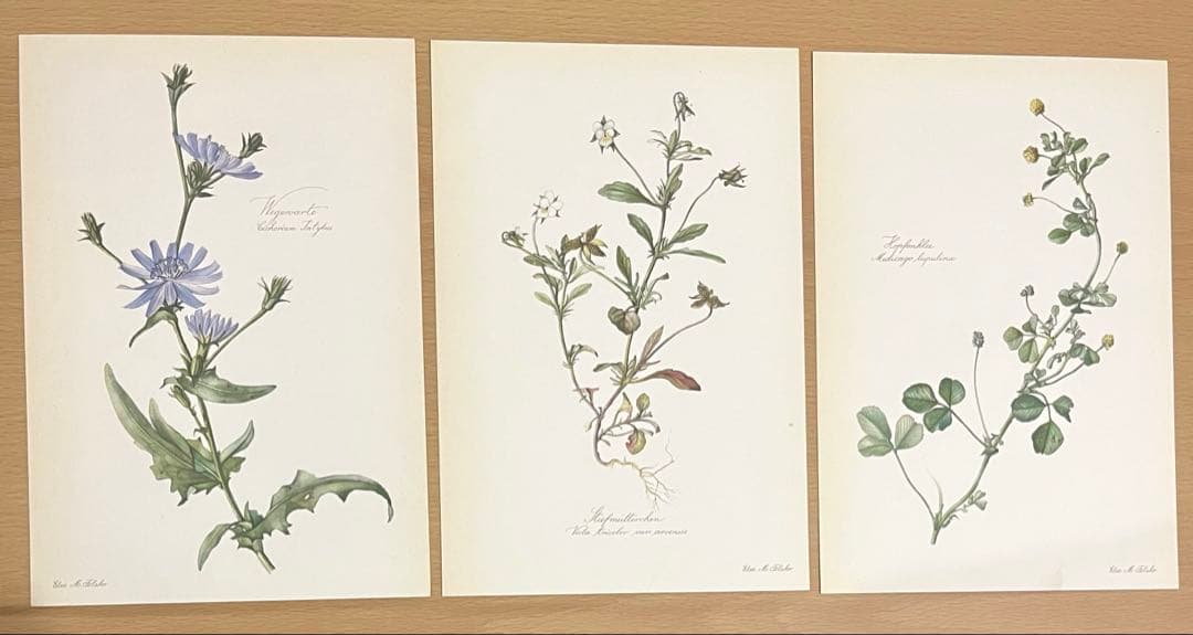 No.294ドイツ ビンテージ 紙もの ボタニカルアート 植物図鑑 水彩画