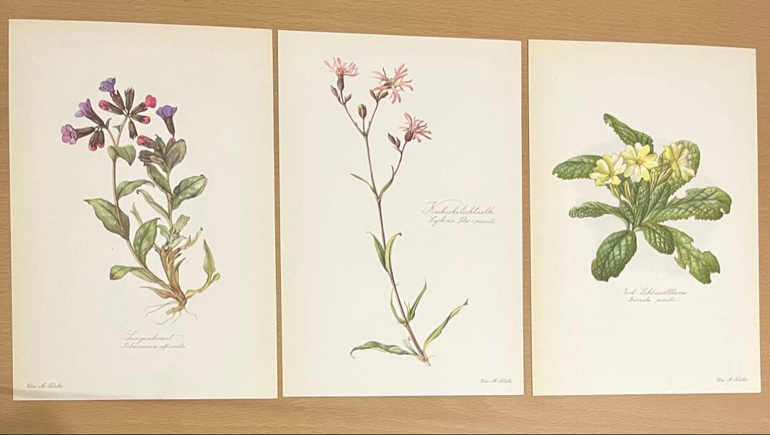 No.294ドイツ ビンテージ 紙もの ボタニカルアート 植物図鑑 水彩画