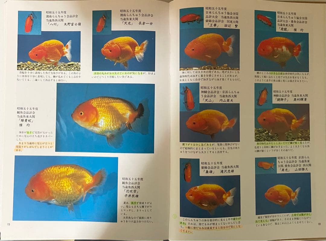 ※希少品 らんちゅう名鑑 上巻 緑書房【ケースあり】