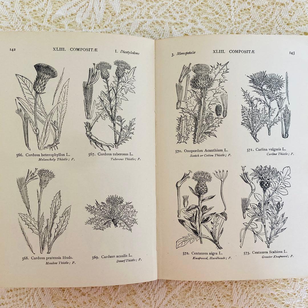 洋書　古書　イギリスの古い植物図鑑　額装にも映える繊細なモノクロ植物画1315点