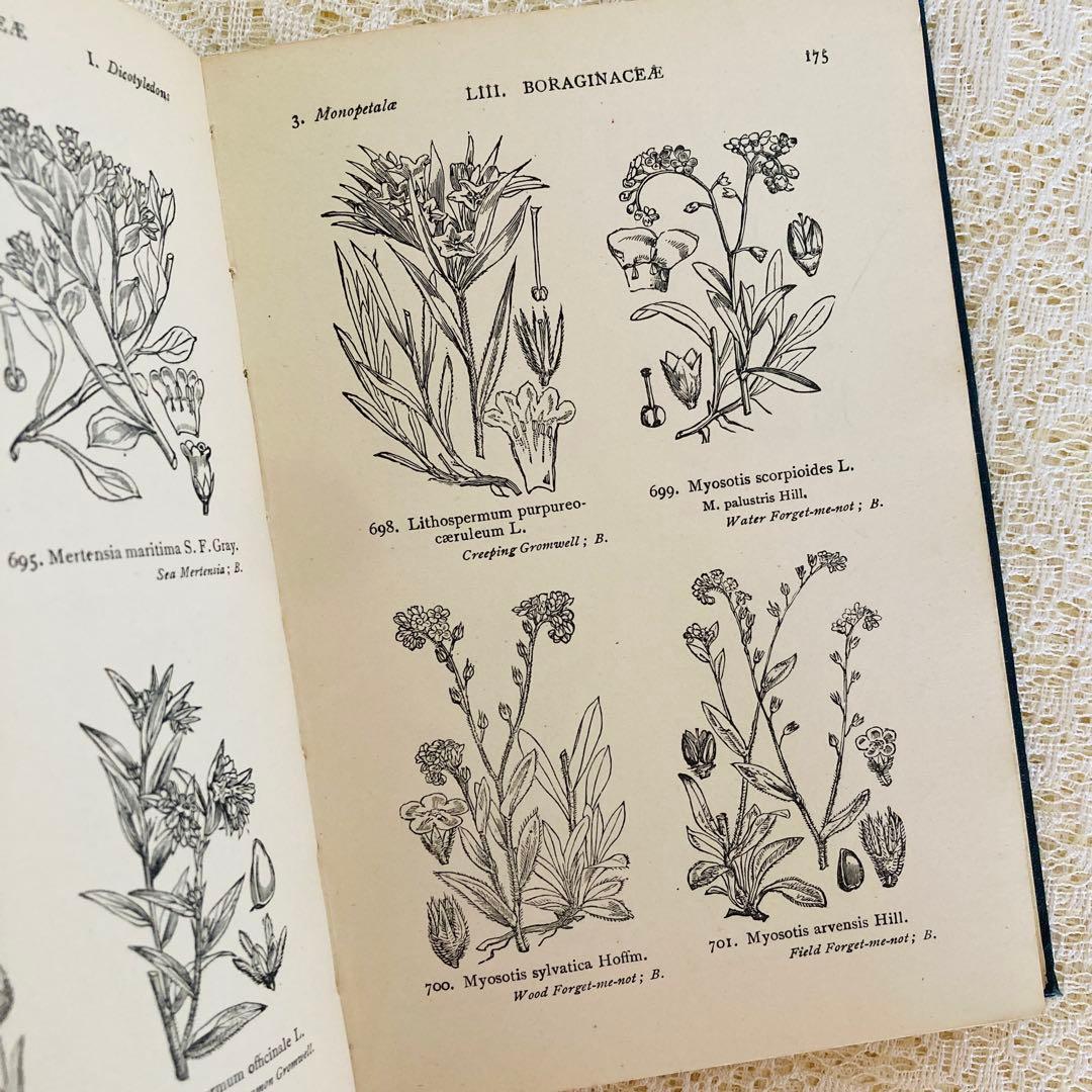 洋書　古書　イギリスの古い植物図鑑　額装にも映える繊細なモノクロ植物画1315点