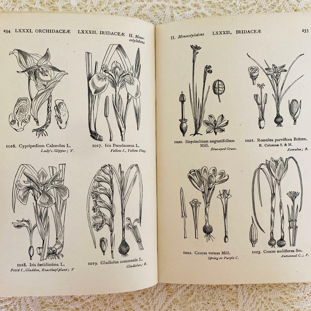 洋書　古書　イギリスの古い植物図鑑　額装にも映える繊細なモノクロ植物画1315点