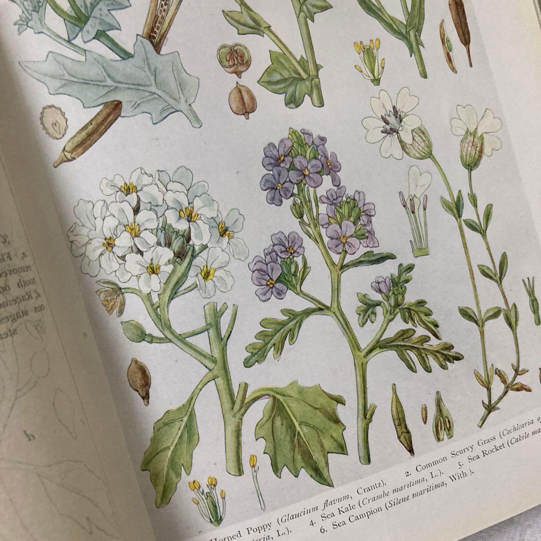 L735 1919年発行　大変希少なイギリスのアンティーク植物図鑑