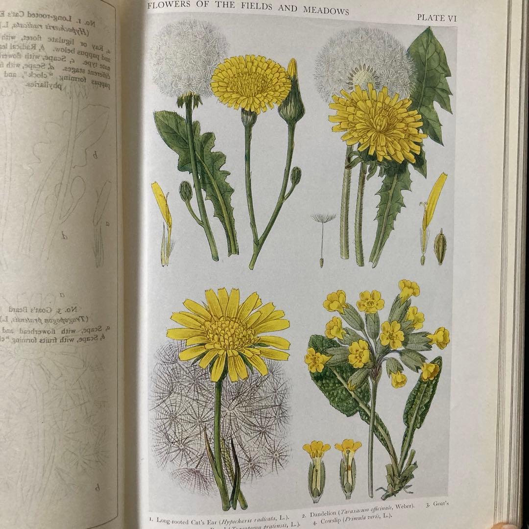 L735 1919年発行　大変希少なイギリスのアンティーク植物図鑑
